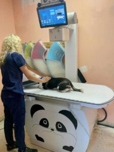 Veterinary Technician in imaging process